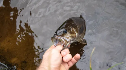 Vis wordt voorzichtig vastgehouden bij het wateroppervlak voor catch and release