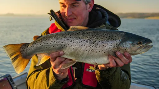 Forelvissen - trout fishing