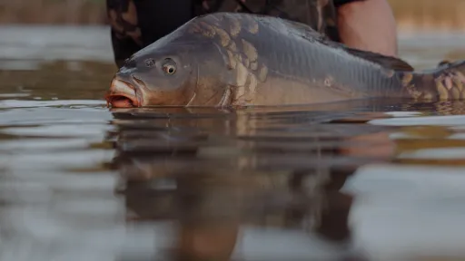 Karpervissen - visser met gevangen karper bij het water