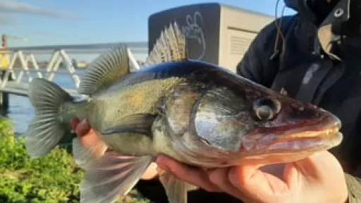 Streetfishing - urban canal fishing