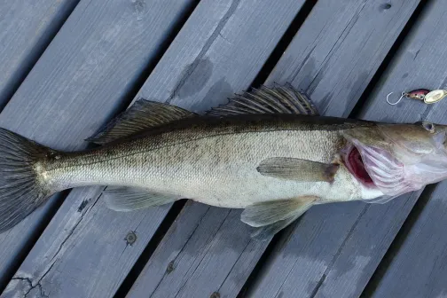 Gevangen snoekbaars met kunstaas op een houten steiger