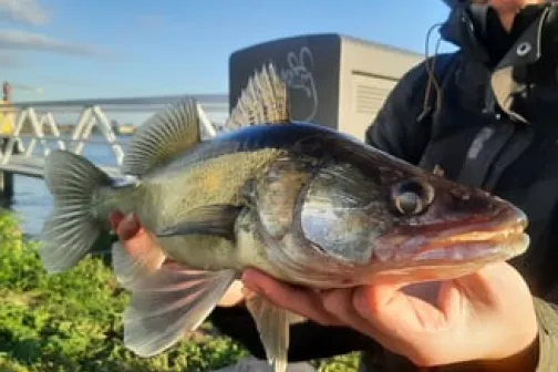 Streetfishing - urban canal fishing