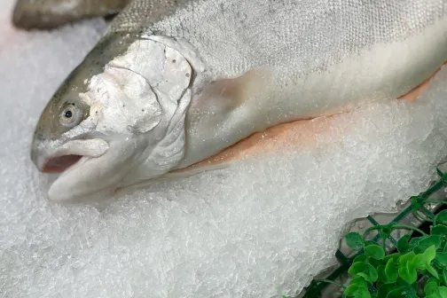 Zeebaarshengel - Cinnetic sea bass rod