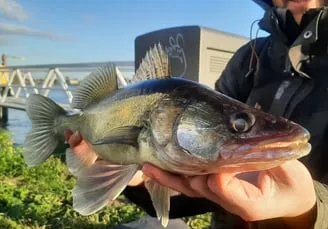 Streetfishing - urban canal fishing